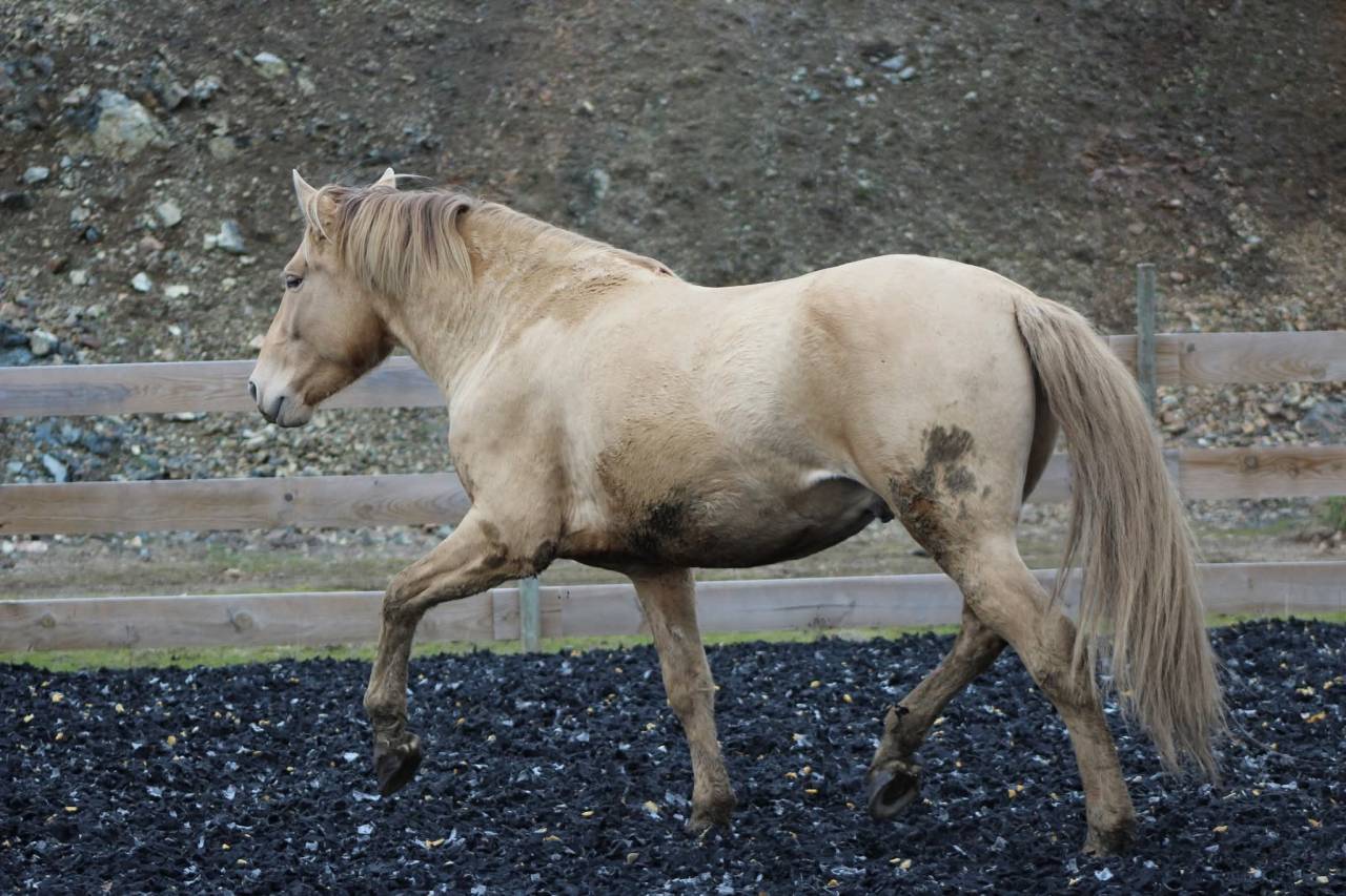 Panadero de pana - PRE Puur Ras Spaans 2022