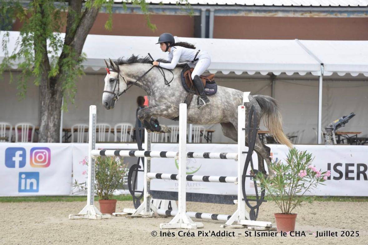 Merrie Selle Fran&ccedil;ais Te koop 2017 Schimmel