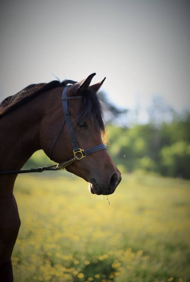 Hengst Arabier Te koop 2021 Donker bruin / bai