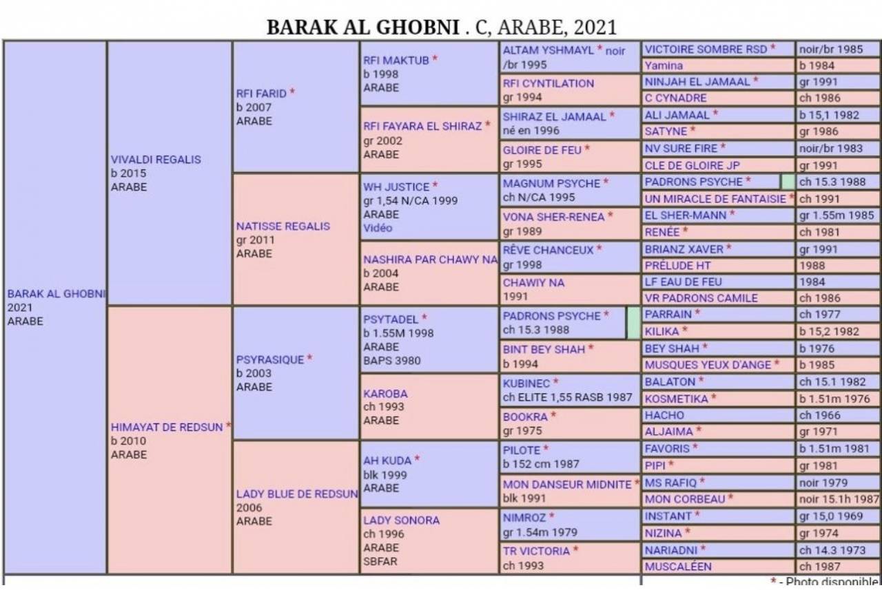 Hengst Arabier Te koop 2021 Donker bruin / bai