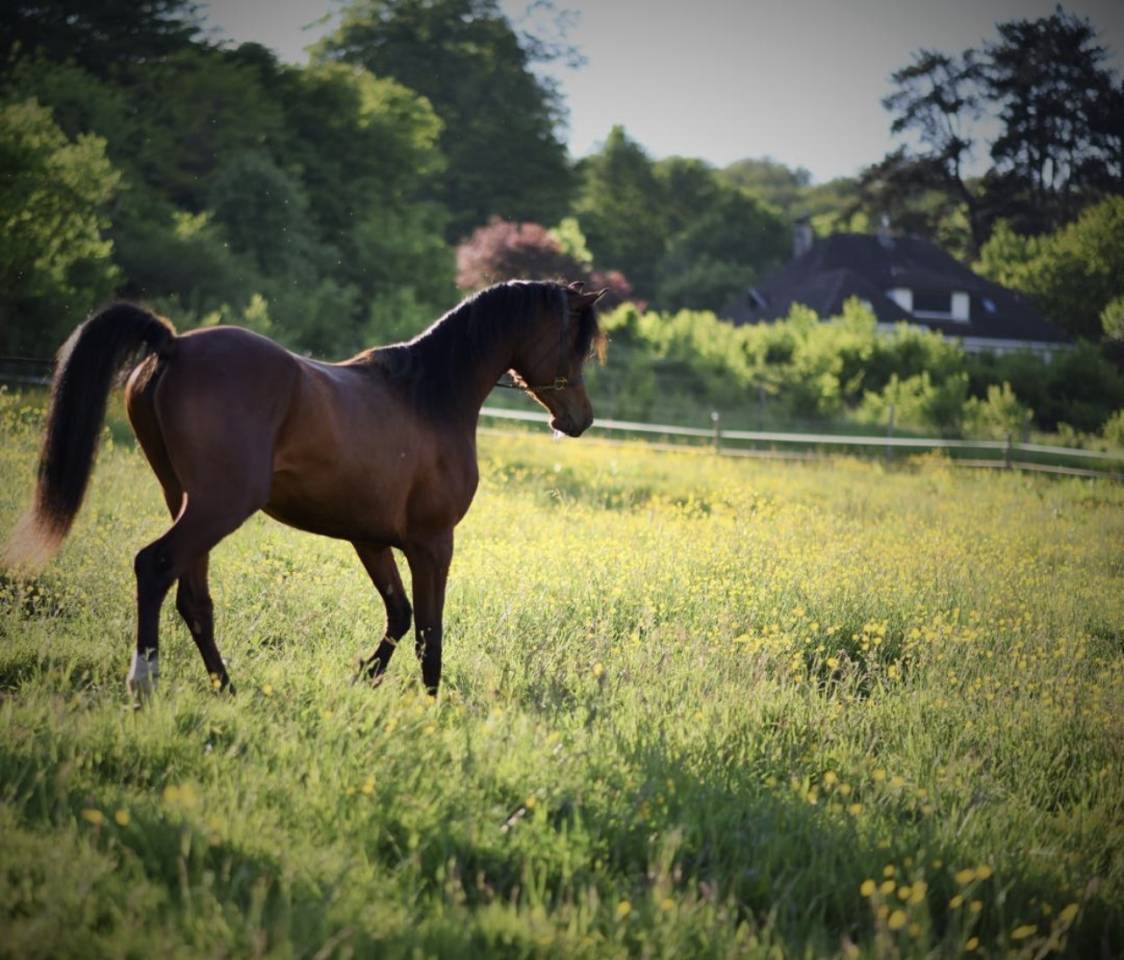Hengst Arabier Te koop 2021 Donker bruin / bai