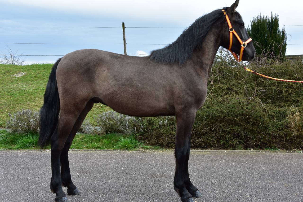 Hengst PRE Puur Ras Spaans Te koop 2024 Zwart ,  NEGRITO XVI