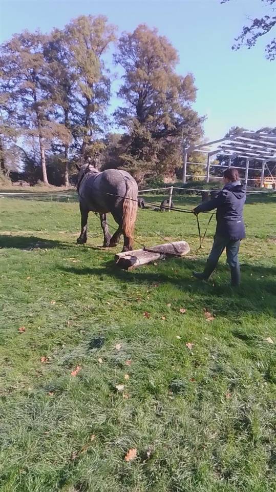 Veulen (vr) Bekend ras Te koop 2022 Schimmel ,  HORSE DU LAC