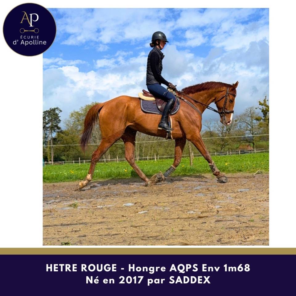 Ruin Autre Que Pur-Sang (Geen volbloed) Te koop 2017 Vos