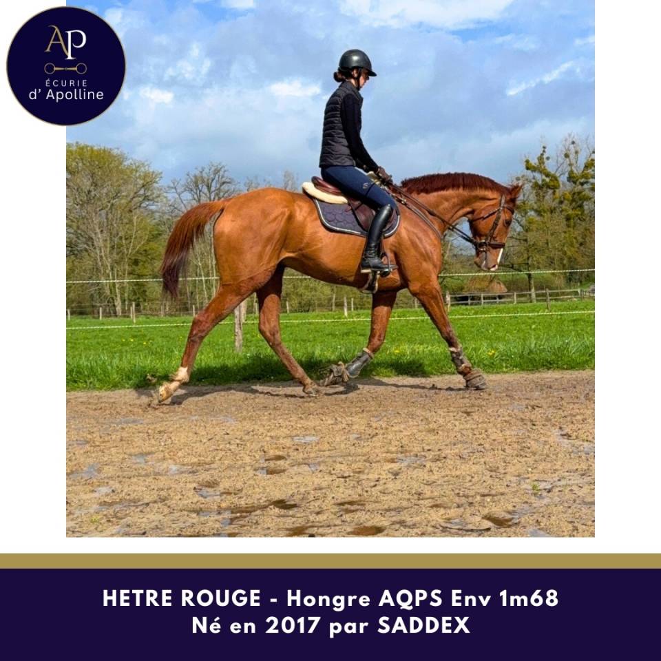 Ruin Autre Que Pur-Sang (Geen volbloed) Te koop 2017 Vos