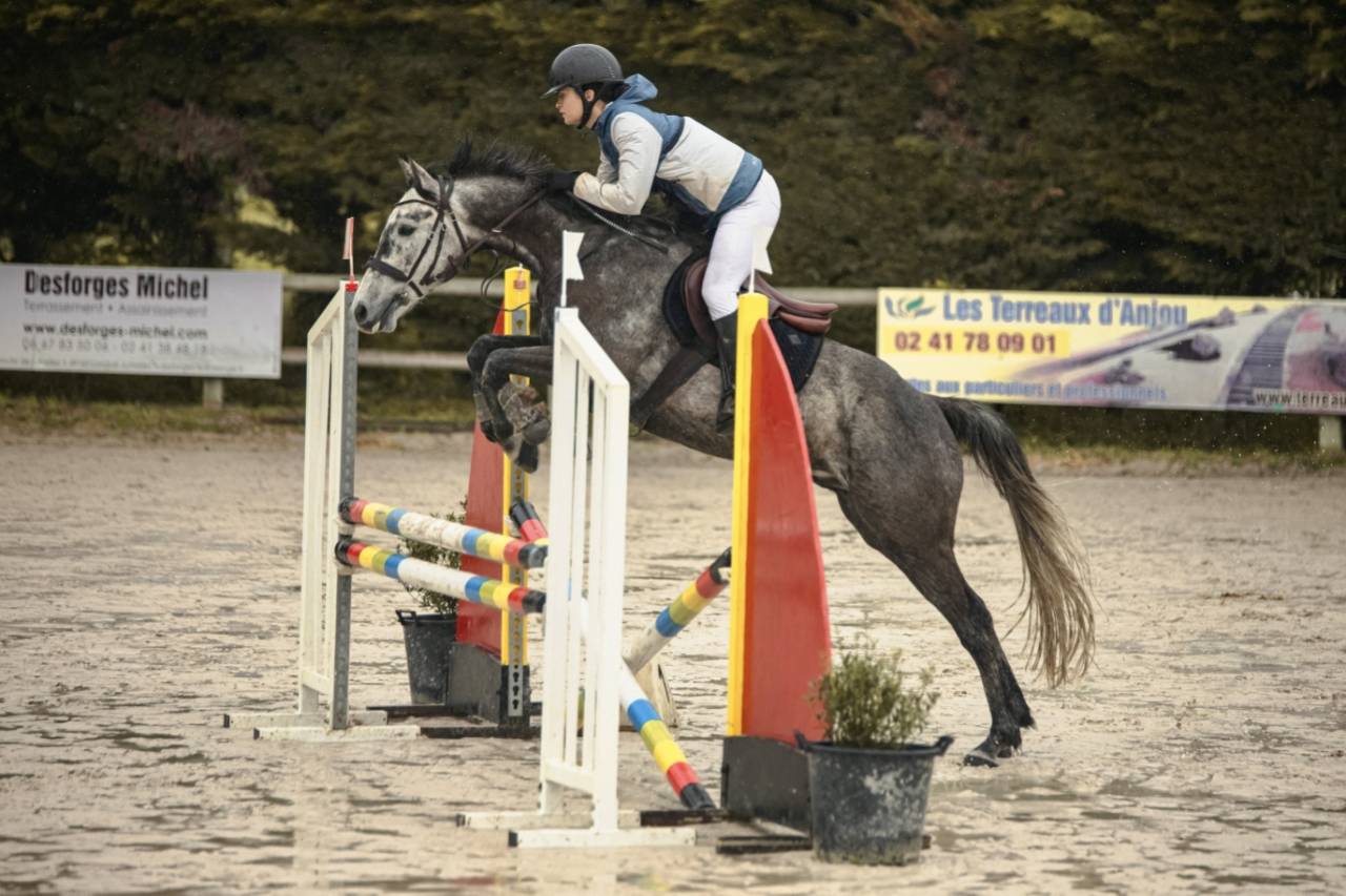 Ruin Bekend ras Te koop 2017 Schimmel ,  ISANDRO TILA WPB