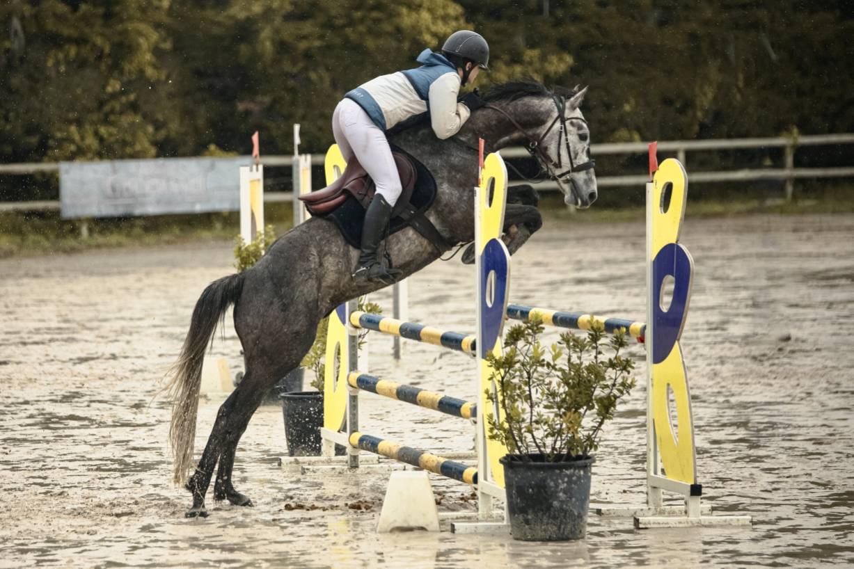 Ruin Bekend ras Te koop 2017 Schimmel ,  ISANDRO TILA WPB