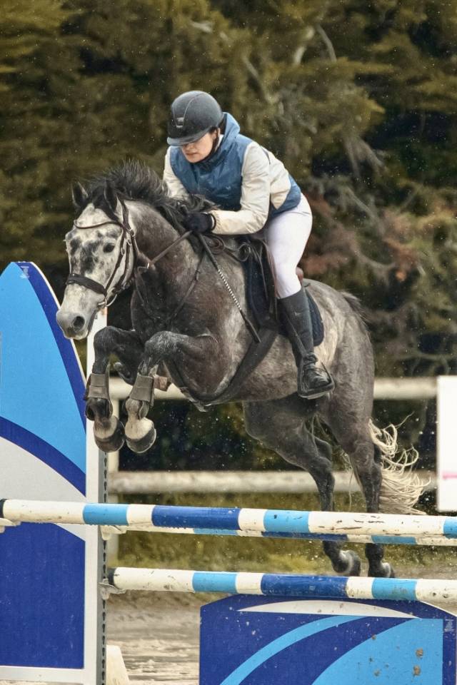 Ruin Bekend ras Te koop 2017 Schimmel ,  ISANDRO TILA WPB