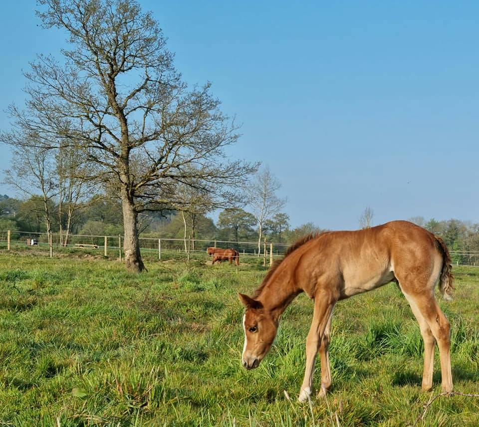 Eigenaren stal Koop Ile-et-Vilaine