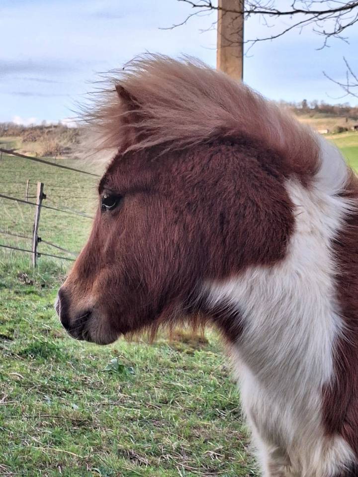 Veulen (ml) Shetland Te koop 2025 Bont ,  INDY d'ARGON