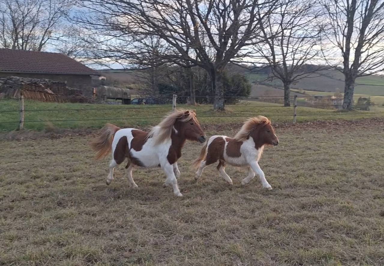 Veulen (ml) Shetland Te koop 2025 Bont ,  INDY d'ARGON