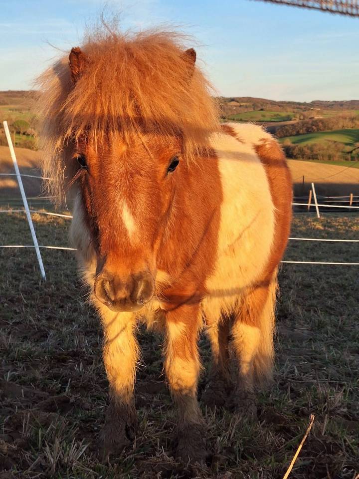 Veulen (ml) Shetland Te koop 2025 Bont ,  INDY d'ARGON
