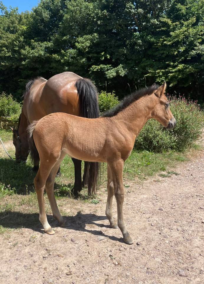 Veulen (vr) Franse rijpony PFS Te koop 2025 Donker bruin / bai ,  Jump like stroller