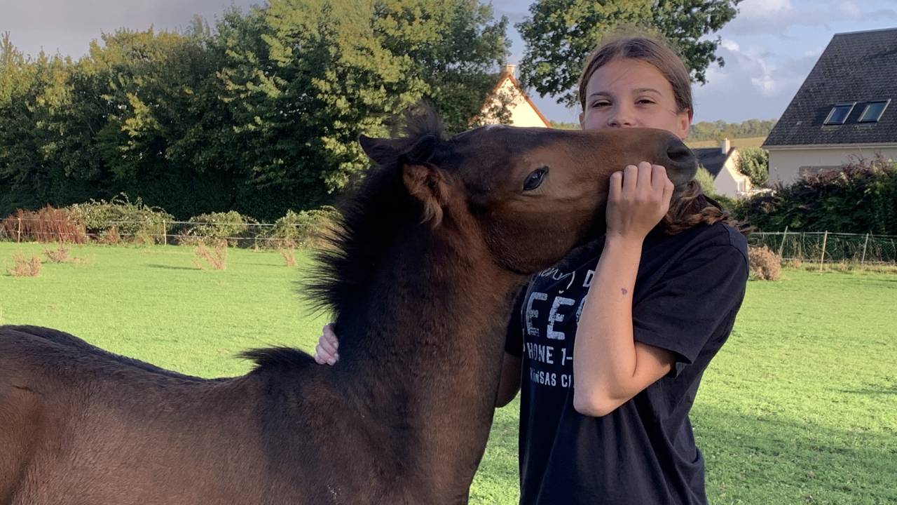Veulen (vr) Franse rijpony PFS Te koop 2025 Donker bruin / bai ,  Jump like stroller