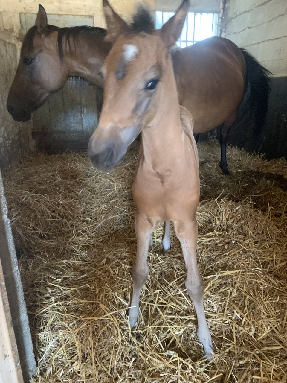 Veulen (vr) Franse rijpony PFS Te koop 2025 Donker bruin / bai ,  Jump like stroller