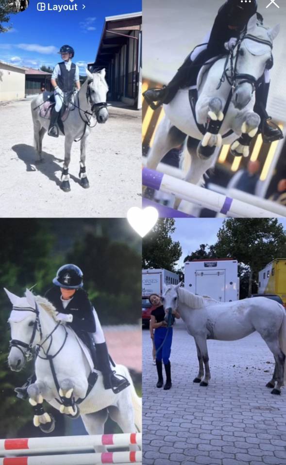 Merrie Bekend ras Te koop 2015 Schimmel