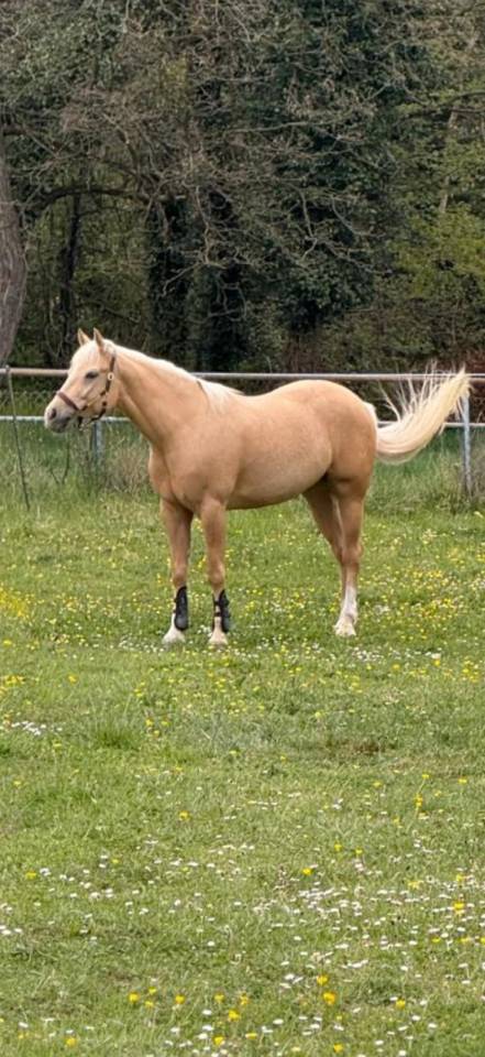 Ruin Quarter Horse Te koop 2020 Palomino
