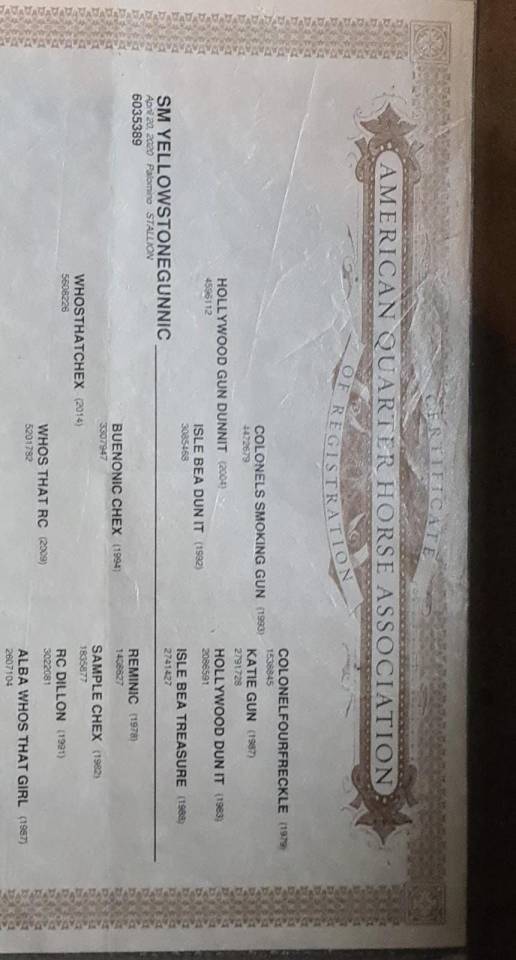 Ruin Quarter Horse Te koop 2020 Palomino