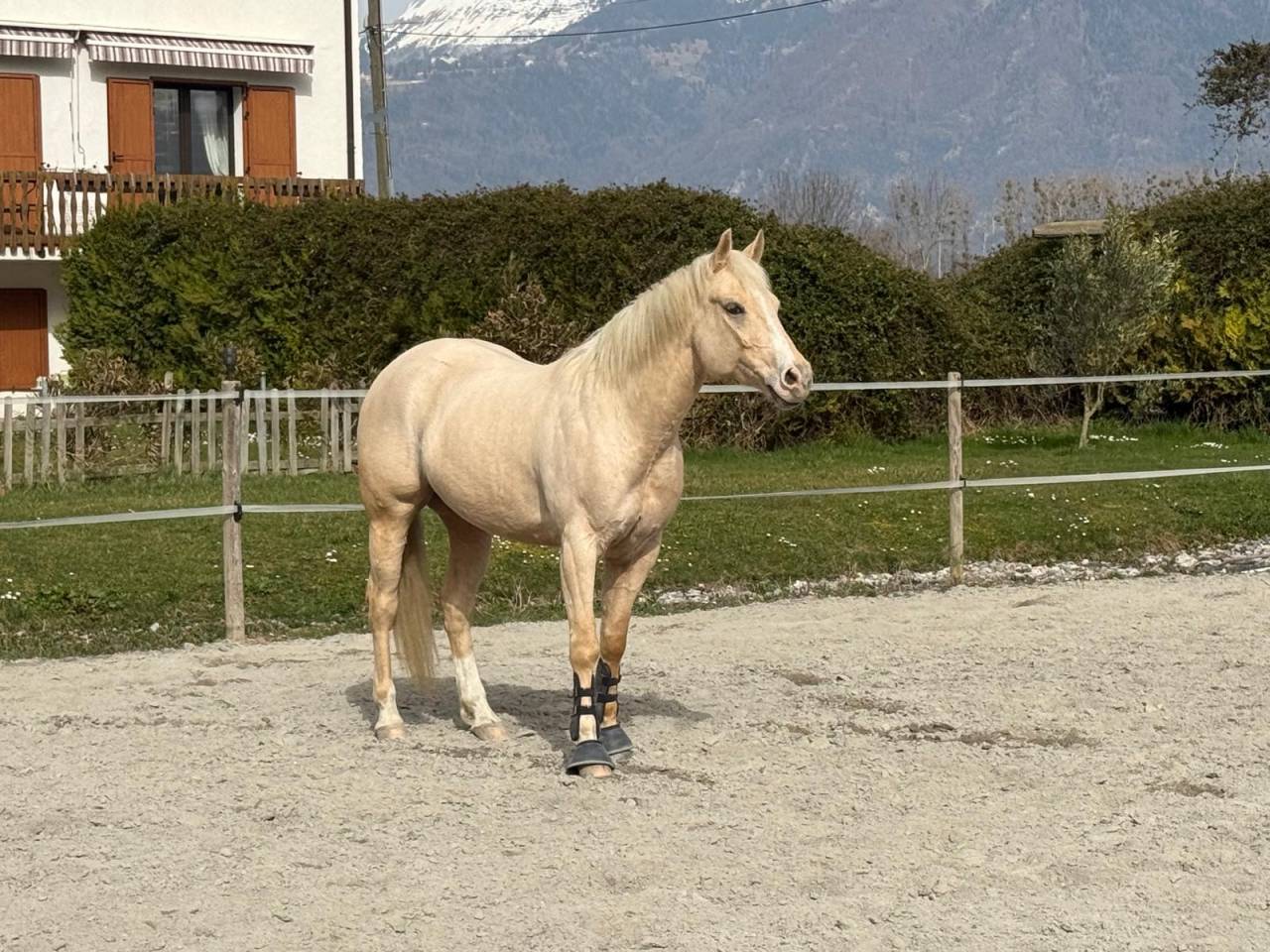 Ruin Quarter Horse Te koop 2020 Palomino