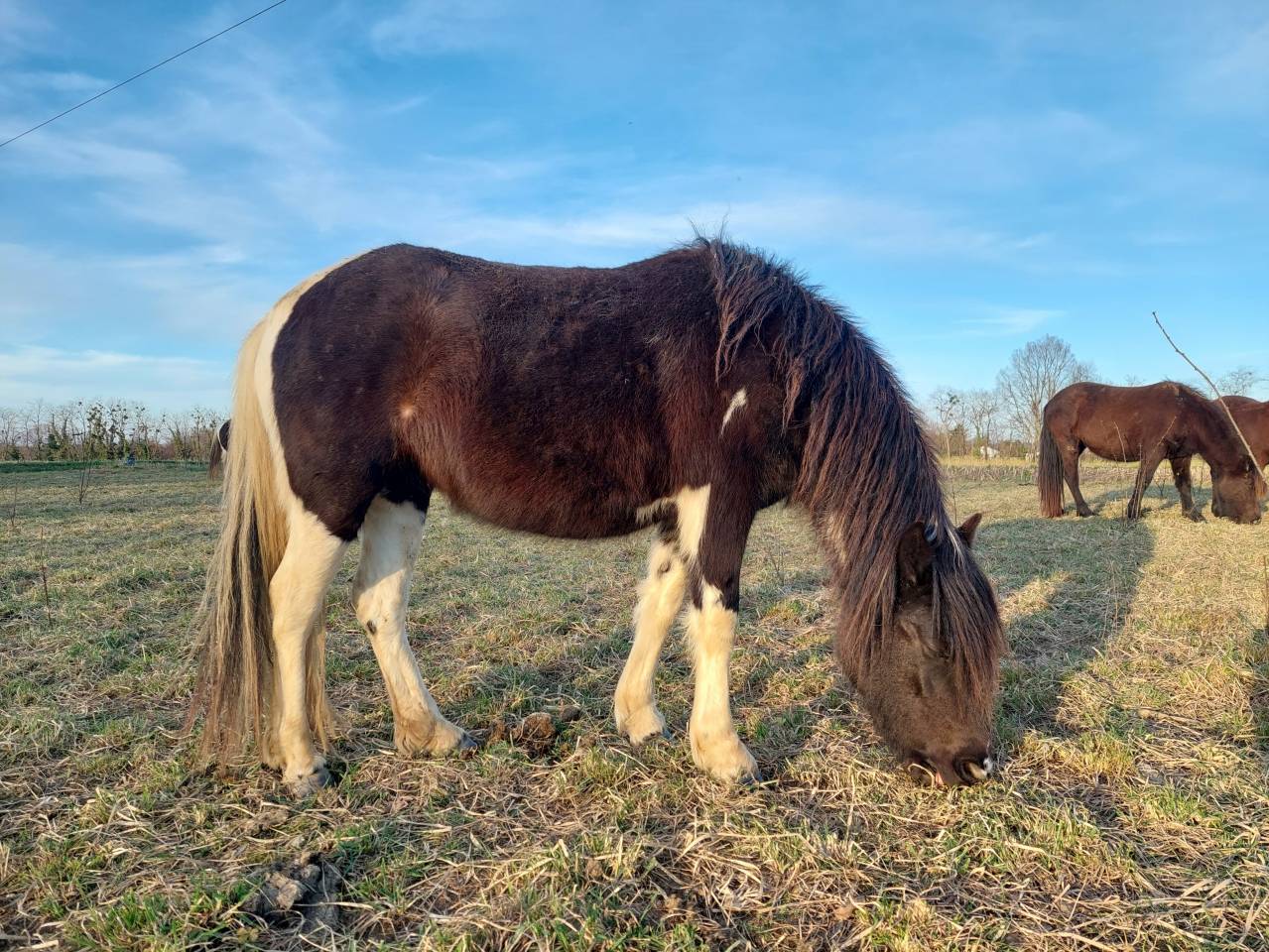 Merrie Pottok Te koop 2023 Bont ,  FANTASIO PHILOU