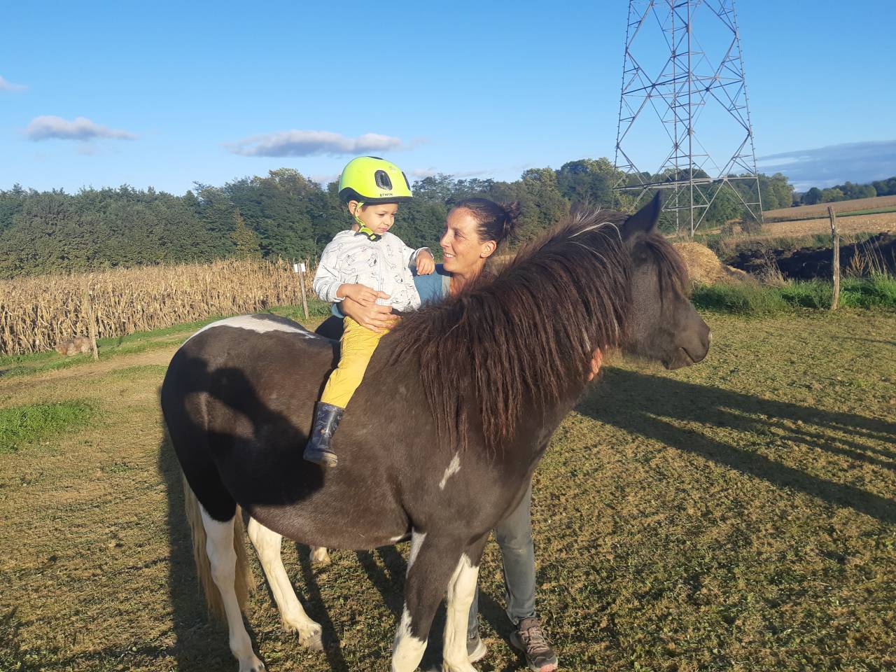 Merrie Pottok Te koop 2023 Bont ,  FANTASIO PHILOU