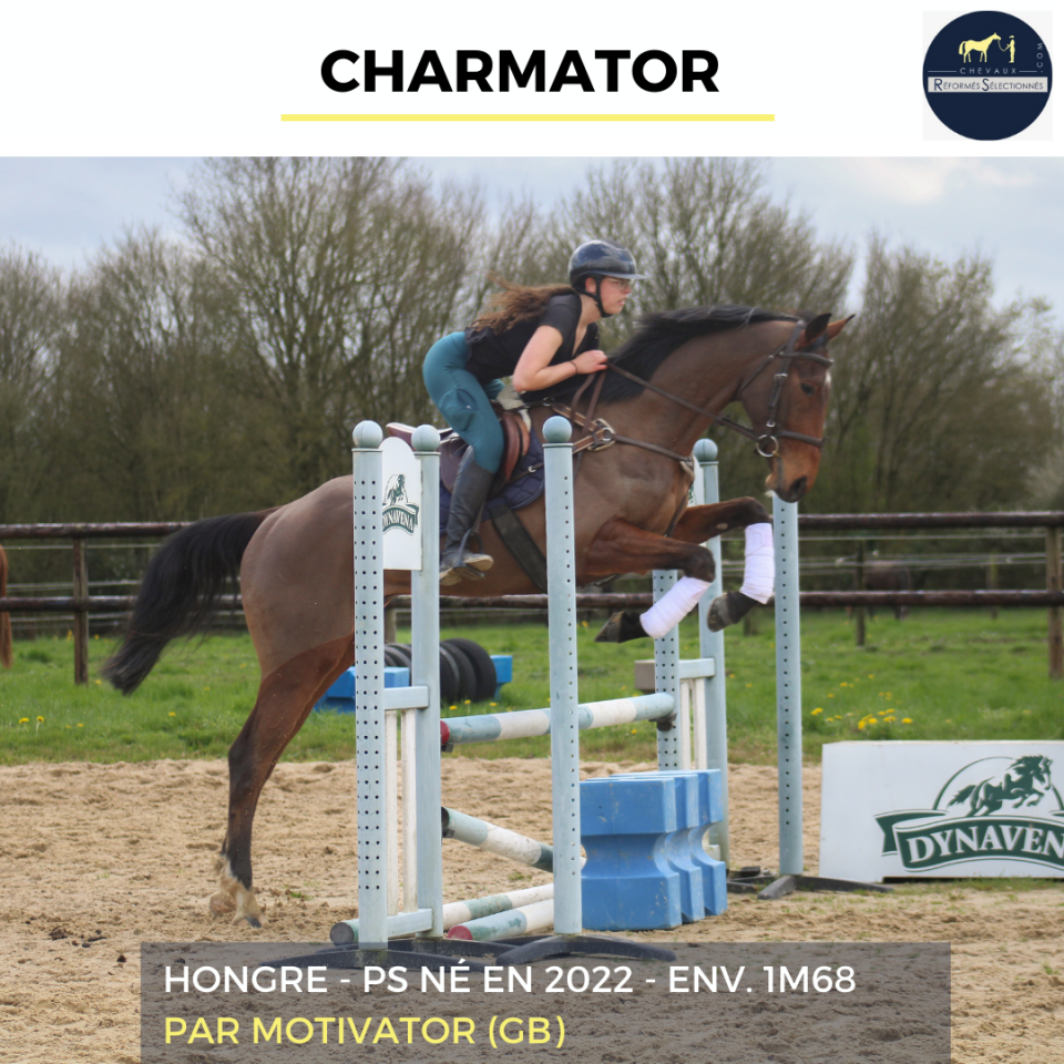 Ruin Volbloed Te koop 2022 Donker bruin / bai