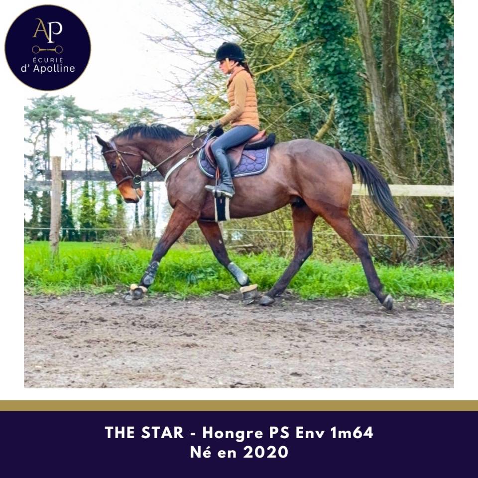 Ruin Volbloed Te koop 2020 Donker bruin / bai