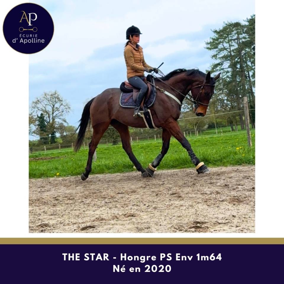 Ruin Volbloed Te koop 2020 Donker bruin / bai