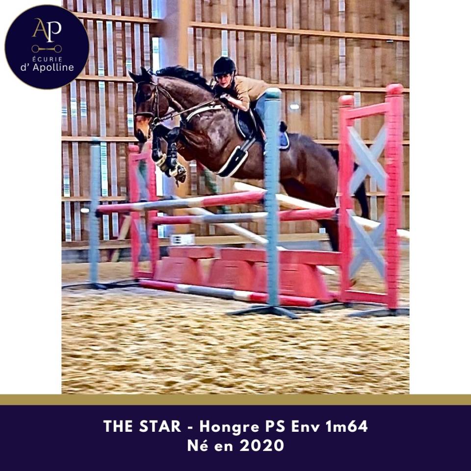 Ruin Volbloed Te koop 2020 Donker bruin / bai