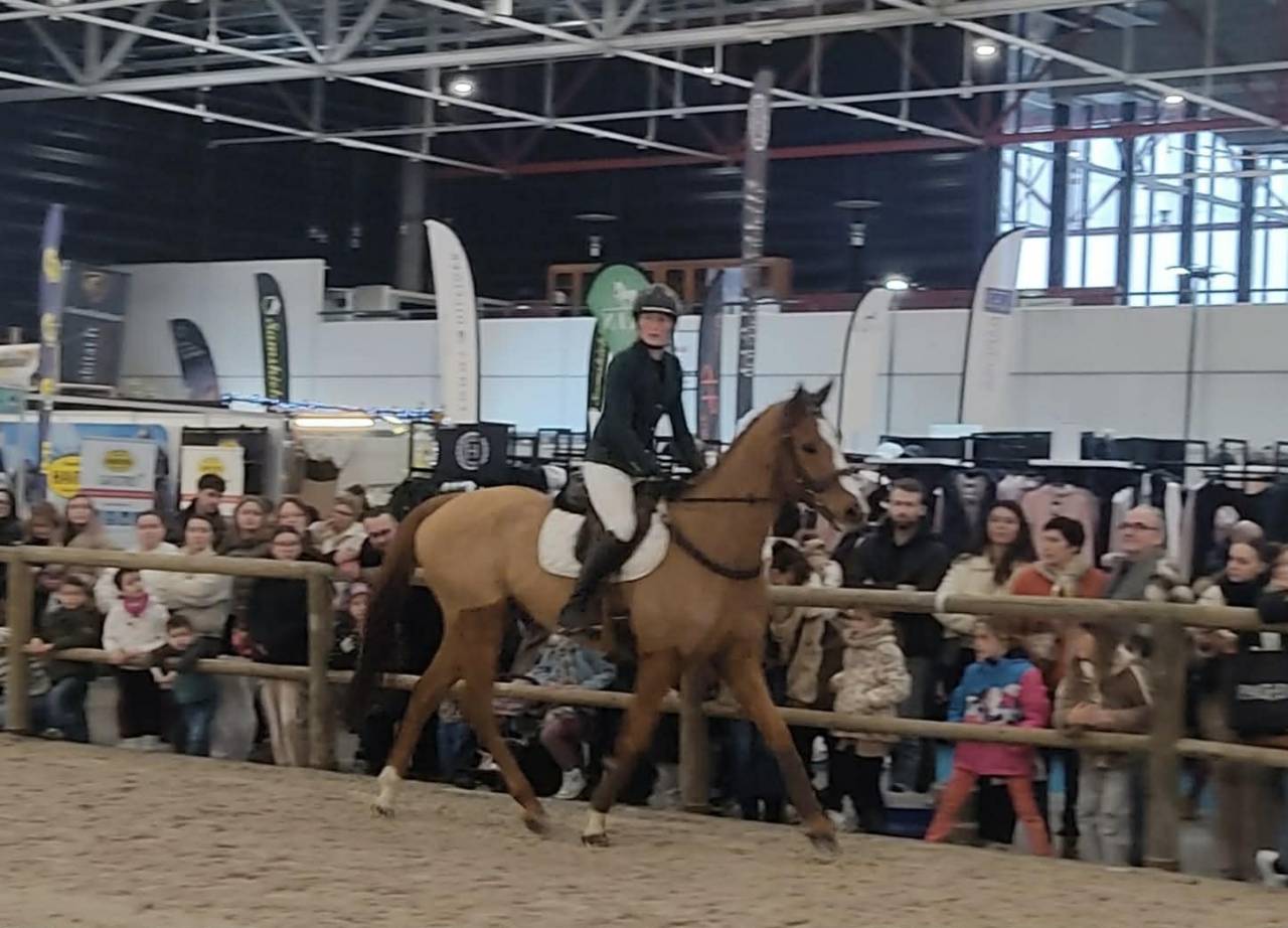 Ruin Volbloed Te koop 2019 Vos