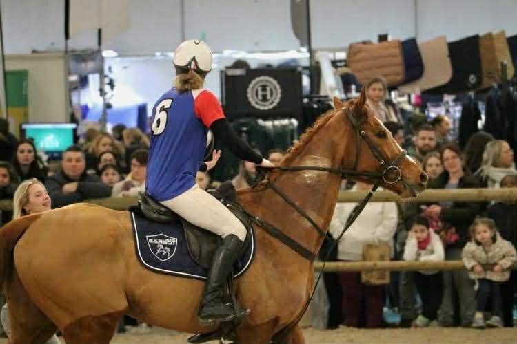 Ruin Volbloed Te koop 2019 Vos