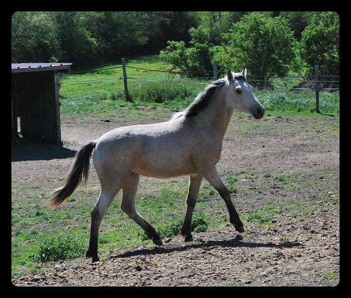 Merrie Franse rijpony PFS Te koop 2025 Isabel ,  Eye catcher de l'ourcq