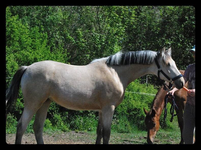 Merrie Franse rijpony PFS Te koop 2025 Isabel ,  Eye catcher de l'ourcq