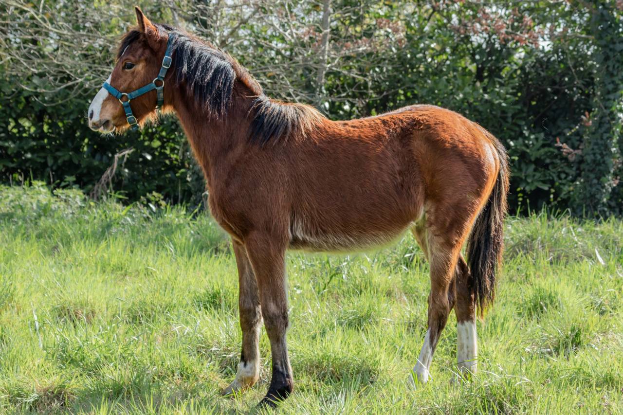 Veulen (ml) Welsh Partbred Te koop 2025 Donker bruin / bai ,  GREATSTAR EMBET TILIA