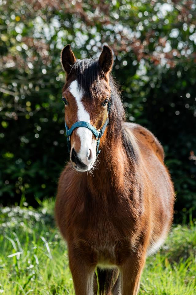 Veulen (ml) Welsh Partbred Te koop 2025 Donker bruin / bai ,  GREATSTAR EMBET TILIA