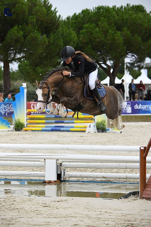 Veulen (ml) Welsh Partbred Te koop 2025 Donker bruin / bai ,  GREATSTAR EMBET TILIA