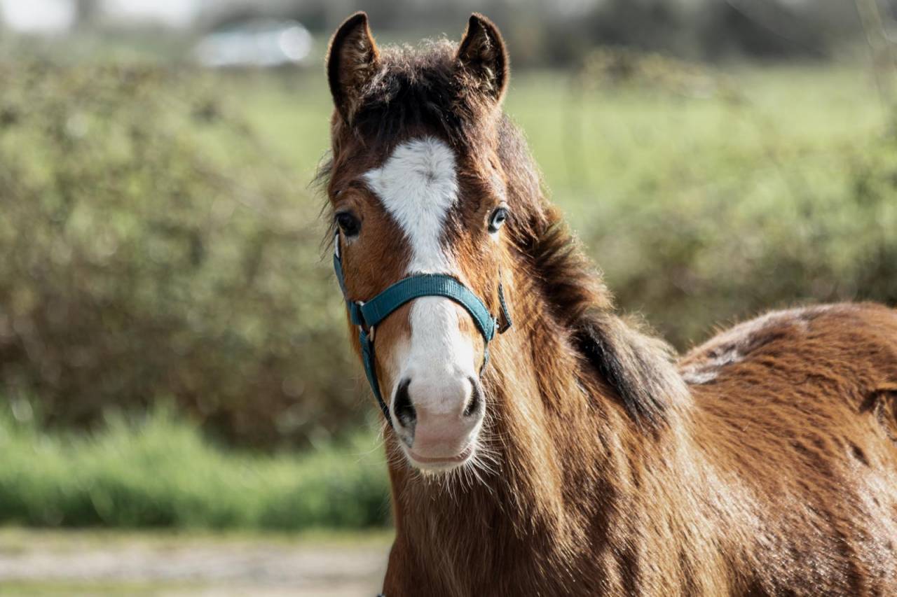 Veulen (vr) Franse rijpony PFS Te koop 2025 Donker bruin / bai ,  GREATSTAR EMBET TILIA
