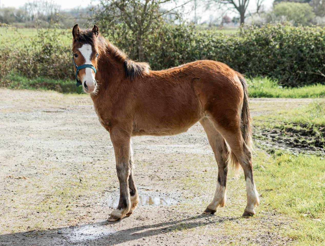 Veulen (vr) Franse rijpony PFS Te koop 2025 Donker bruin / bai ,  GREATSTAR EMBET TILIA