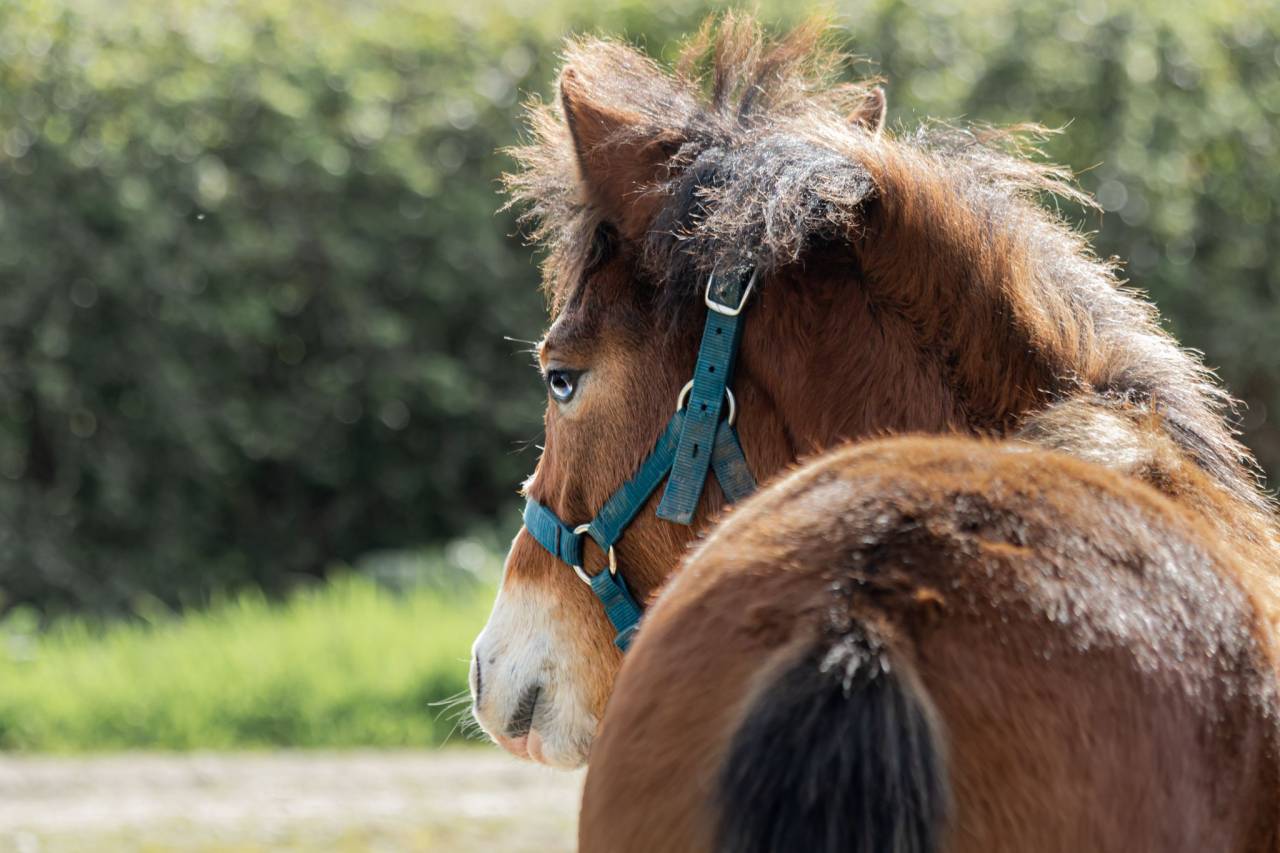Veulen (vr) Franse rijpony PFS Te koop 2025 Donker bruin / bai ,  GREATSTAR EMBET TILIA