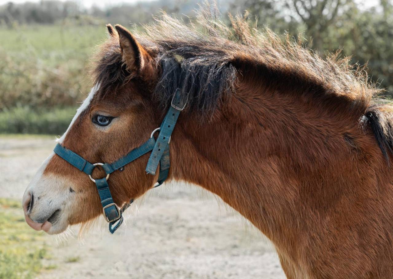 Veulen (vr) Franse rijpony PFS Te koop 2025 Donker bruin / bai ,  GREATSTAR EMBET TILIA