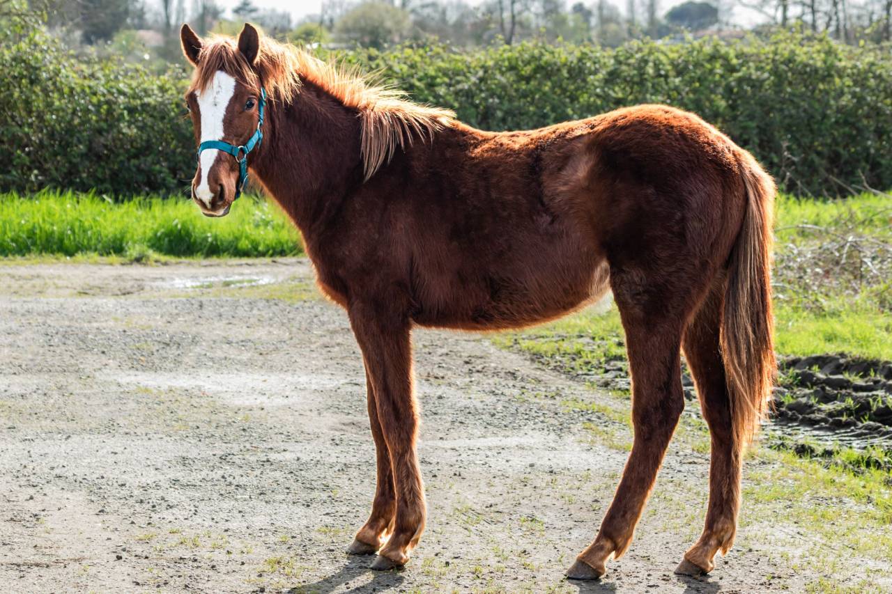 Veulen (vr) Franse rijpony PFS Te koop 2025 Vos ,  O Ma Dou&eacute; Kersidal