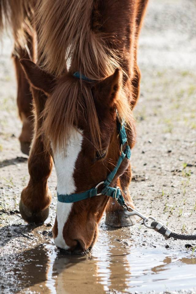 Veulen (vr) Franse rijpony PFS Te koop 2025 Vos ,  O Ma Dou&eacute; Kersidal
