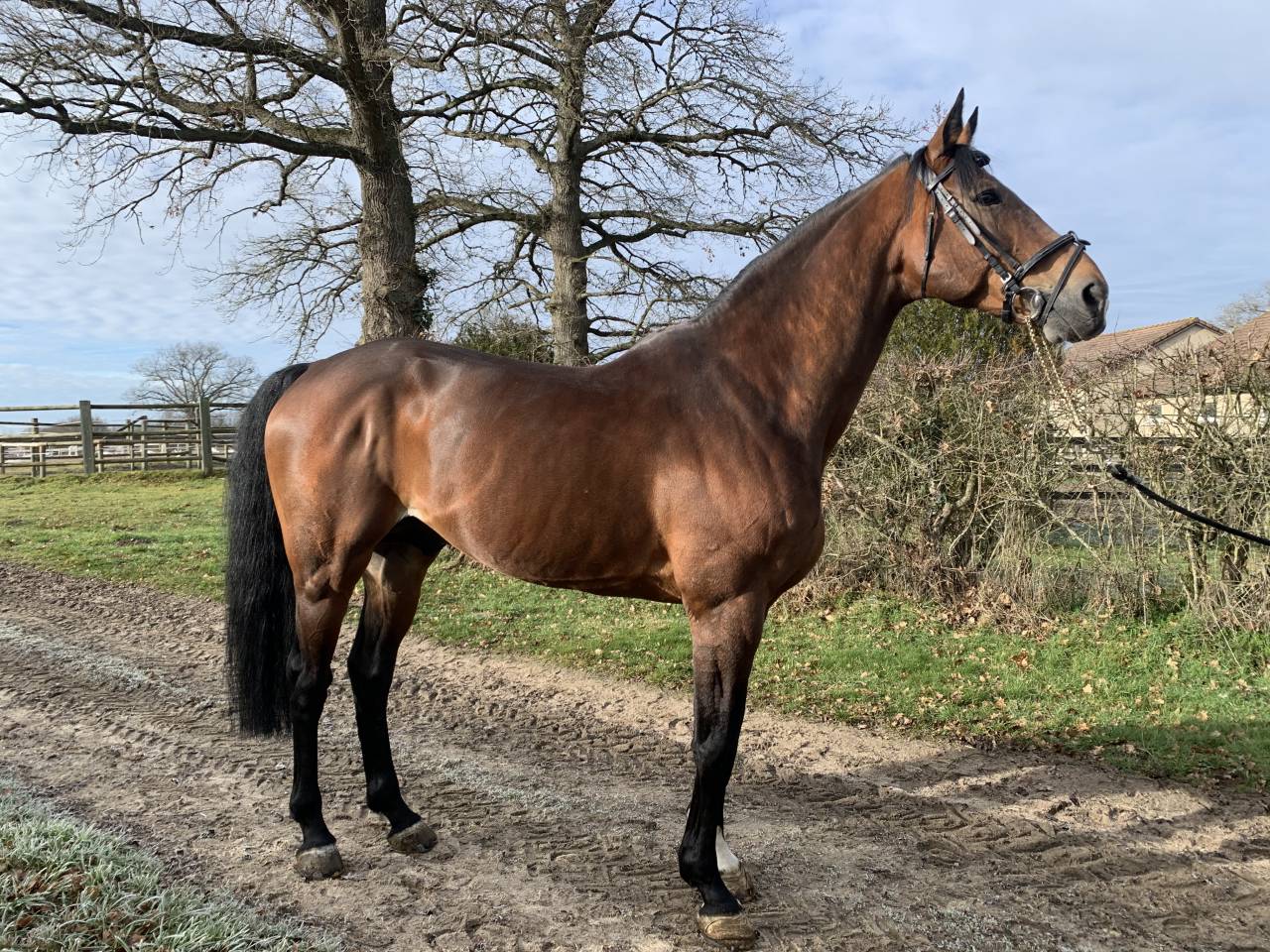 TEAM DU TEMPLE - Selle Fran&ccedil;ais 2007 ,  FOR PLEASURE