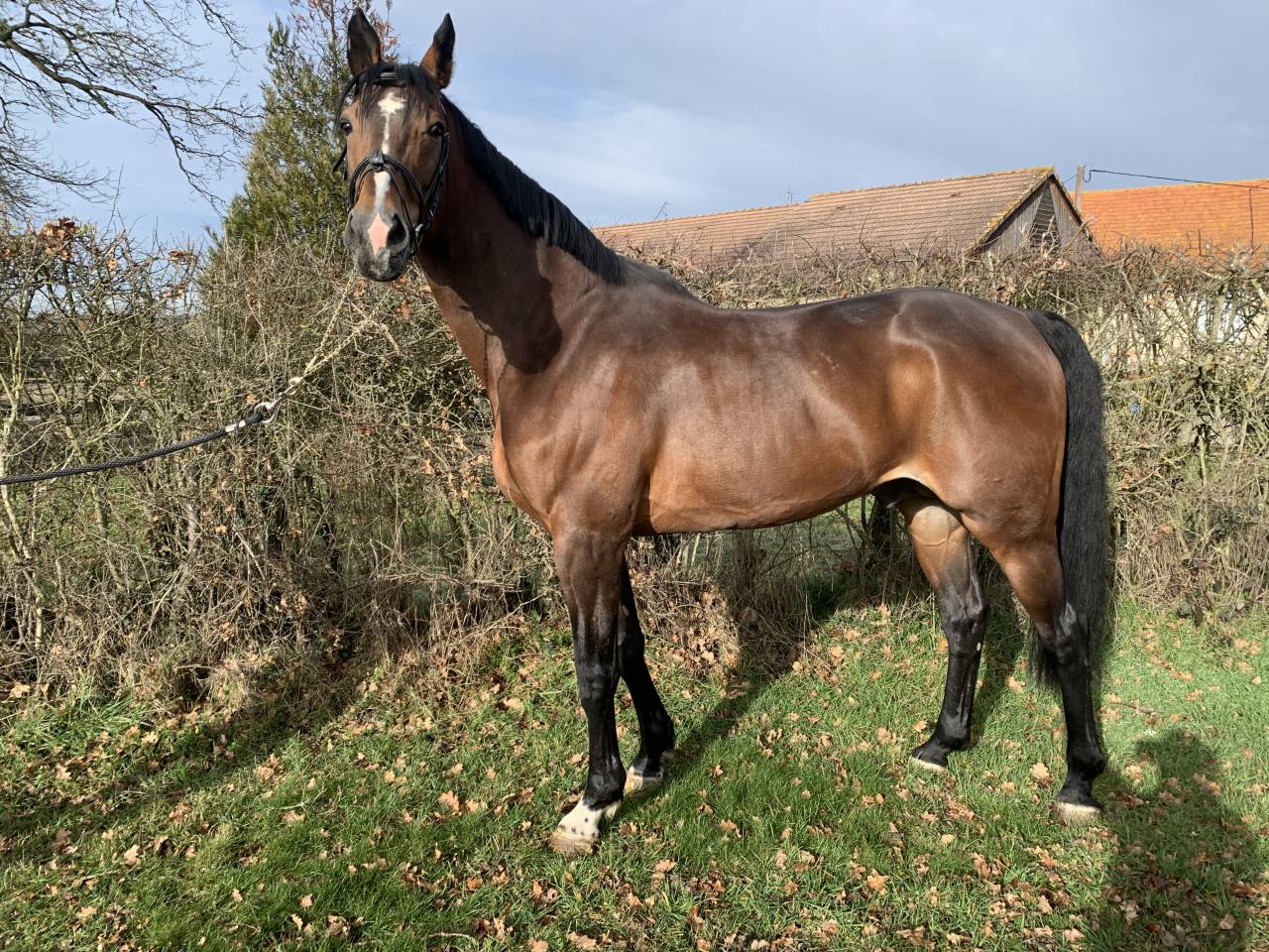 TEAM DU TEMPLE - Selle Fran&ccedil;ais 2007 ,  FOR PLEASURE