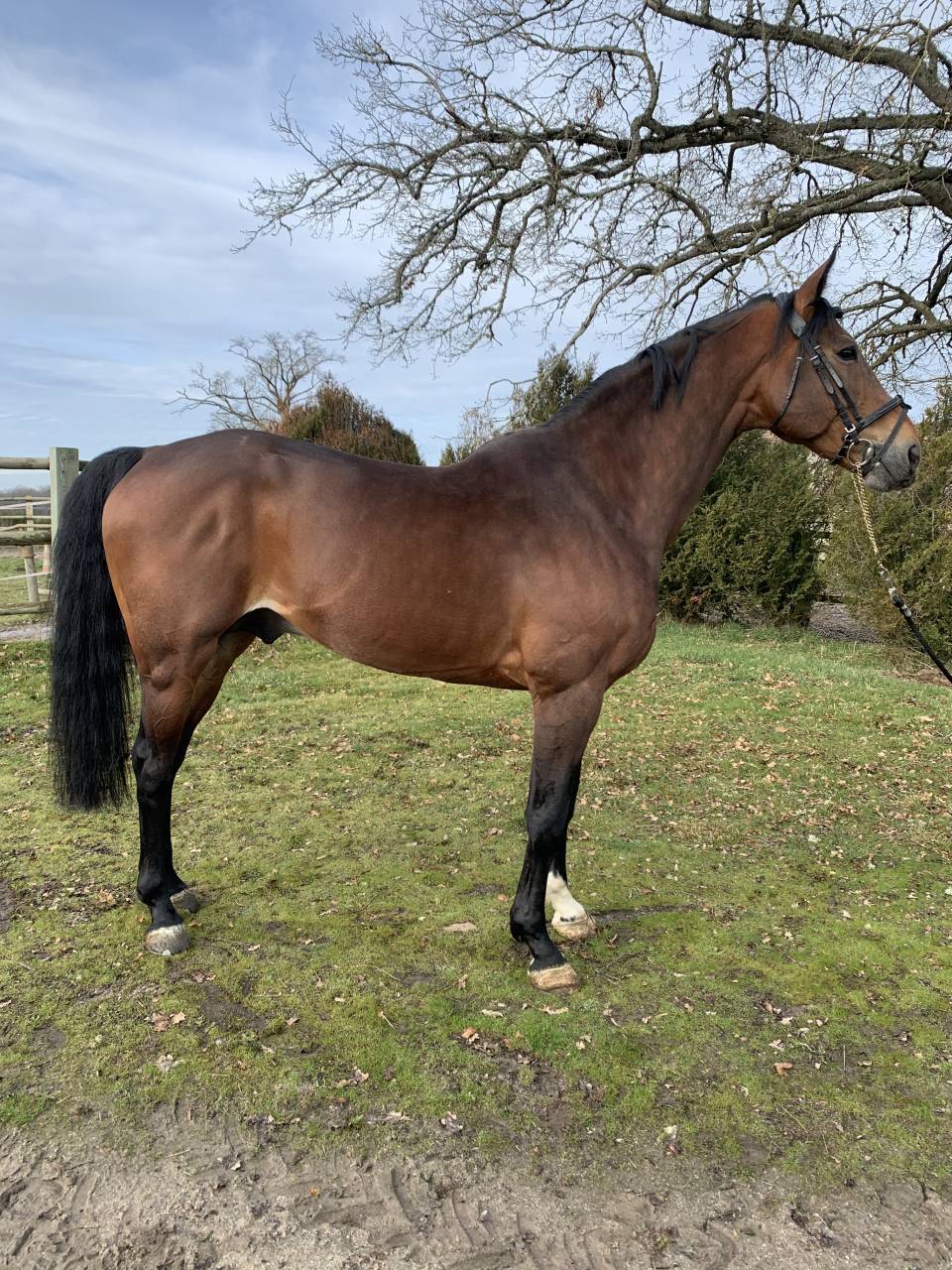 TEAM DU TEMPLE - Selle Fran&ccedil;ais 2007 ,  FOR PLEASURE