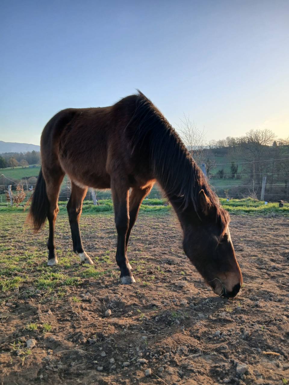 Ruin New Forest Te koop 2024 Bruin / Bai ,  Sulaatik&rsquo;s Versage