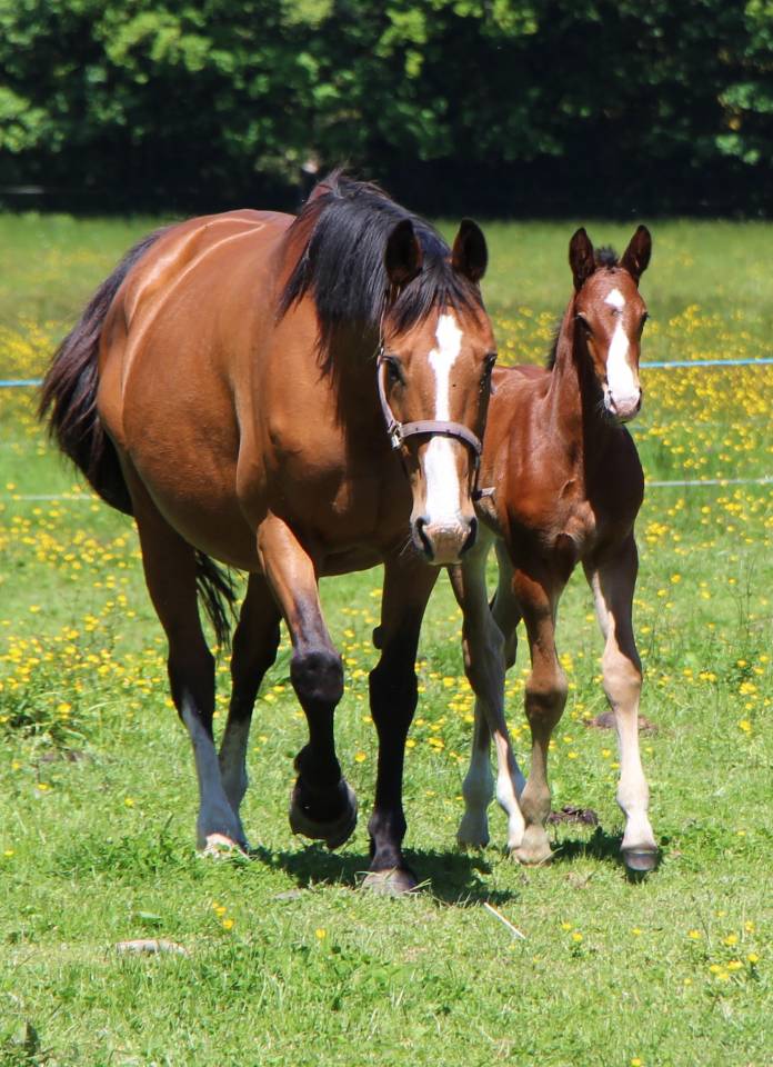 Veulen (ml) Selle Fran&ccedil;ais Te koop 2025 Donker bruin / bai