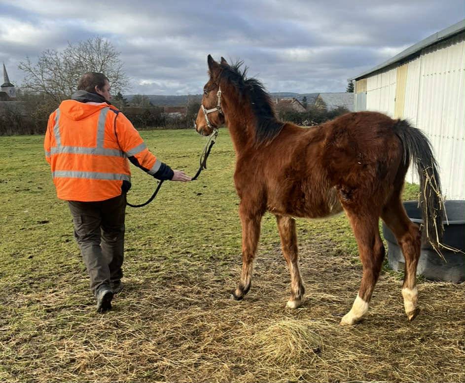 Veulen (ml) Selle Fran&ccedil;ais Te koop 2025 Donker bruin / bai