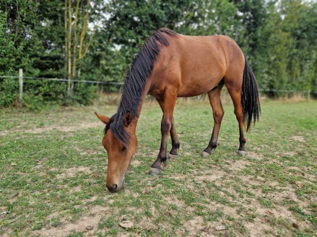 Ruin Bekend ras Te koop 2023 Donker bruin / bai
