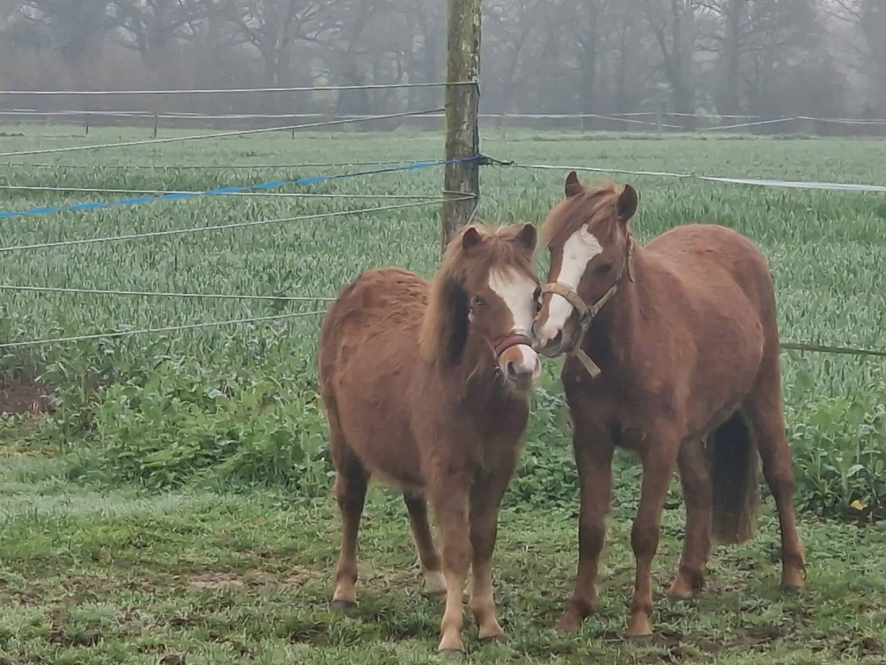 Ruin Bekend ras Te koop 2023 Donker bruin / bai